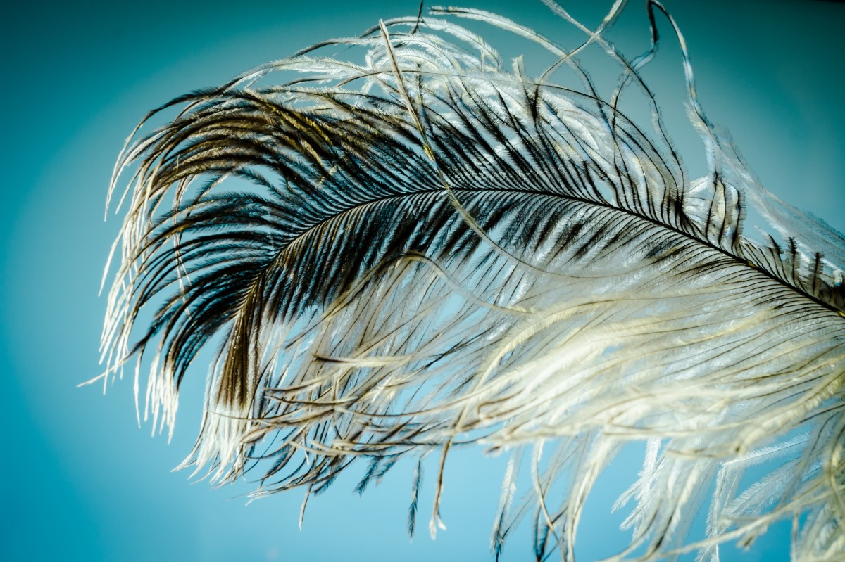 strauss_spring_spring_ease_strauss_close_bird_feather_spring_dress_plumage-604481